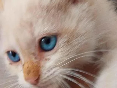 Gato raça SRD-ViraLata idade Abaixo de 2 meses nome milk