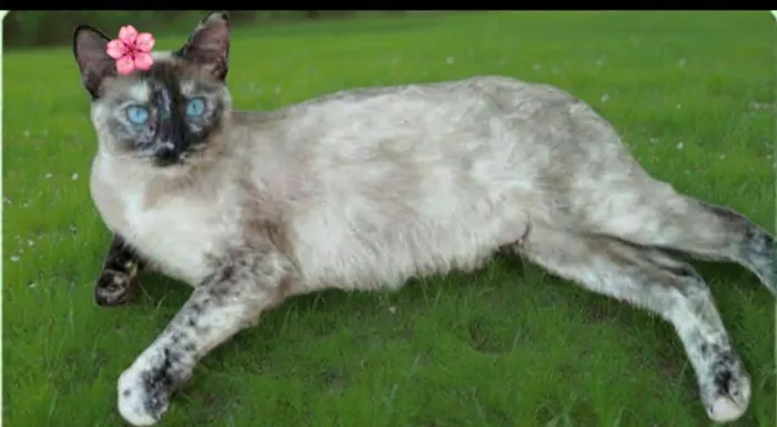 Gato raça SRD-ViraLata idade 2 anos nome Nina 