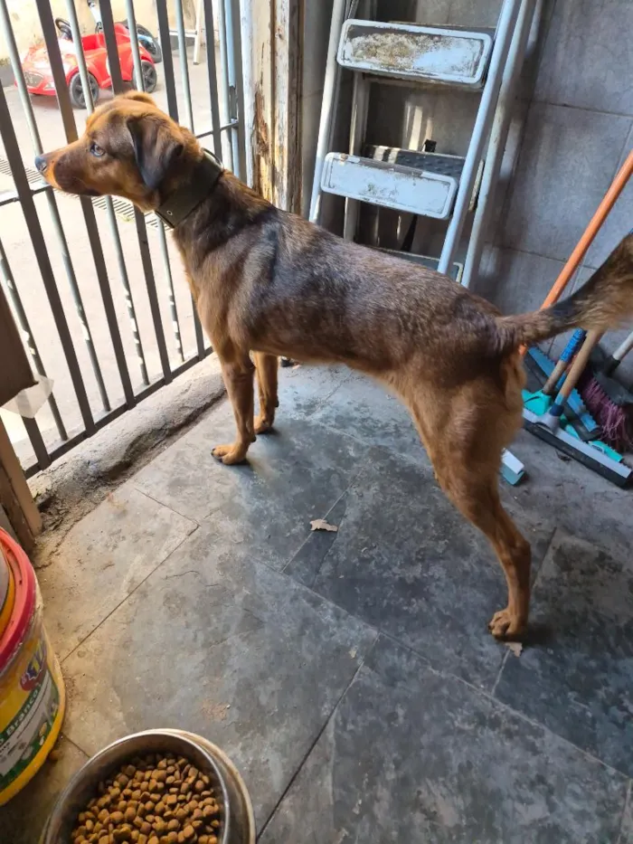 Cachorro raça SRD-ViraLata idade 5 anos nome Luna