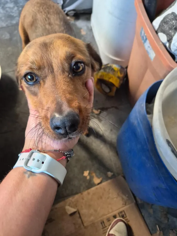 Cachorro raça SRD-ViraLata idade 5 anos nome Luna
