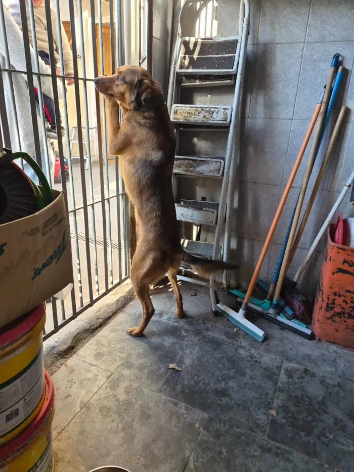 Cachorro raça SRD-ViraLata idade 5 anos nome Luna