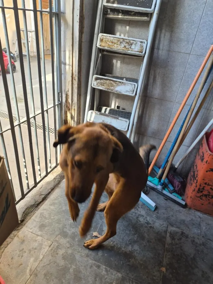 Cachorro raça SRD-ViraLata idade 5 anos nome Luna