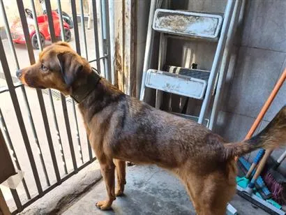 Cachorro raça SRD-ViraLata idade 5 anos nome Luna