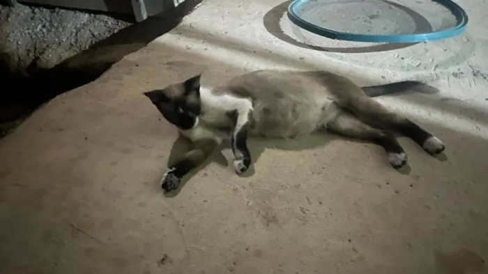 Gato raça SRD-ViraLata idade 1 ano nome Não sei 