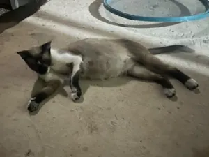 Gato raça SRD-ViraLata idade 1 ano nome Não sei 