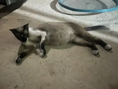 Gato raça SRD-ViraLata idade 1 ano nome Não sei 