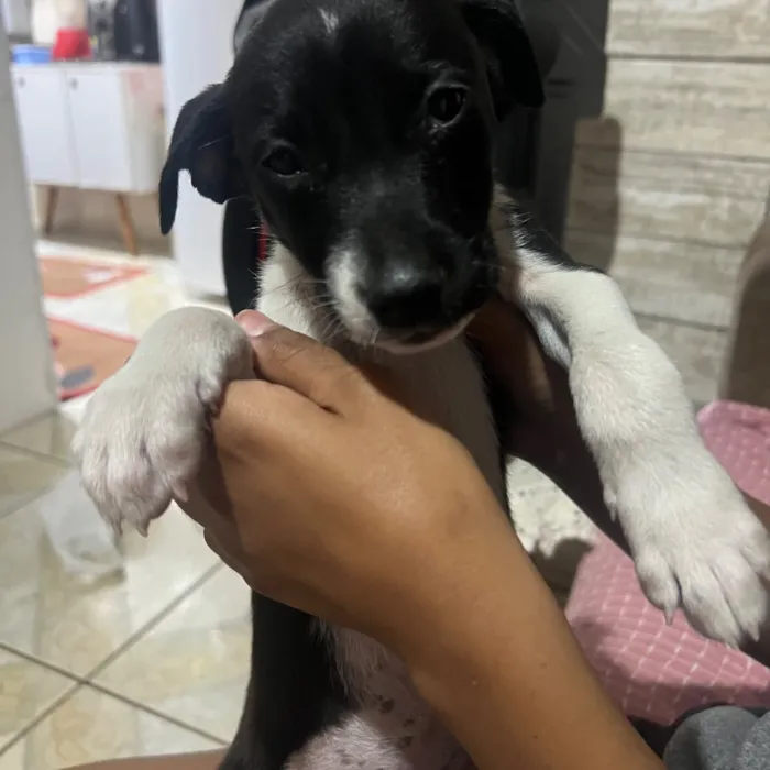 Cachorro raça SRD-ViraLata idade Abaixo de 2 meses nome Sem nomes