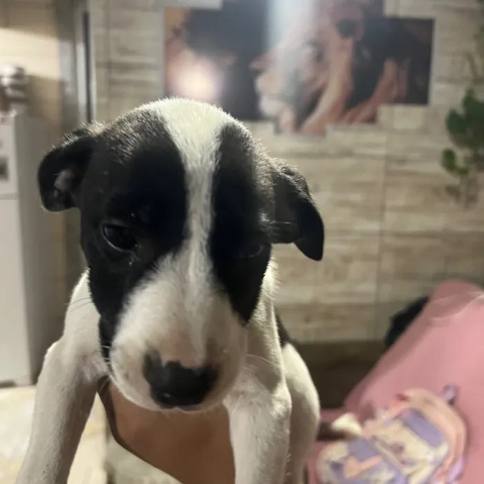 Cachorro raça SRD-ViraLata idade Abaixo de 2 meses nome Sem nomes