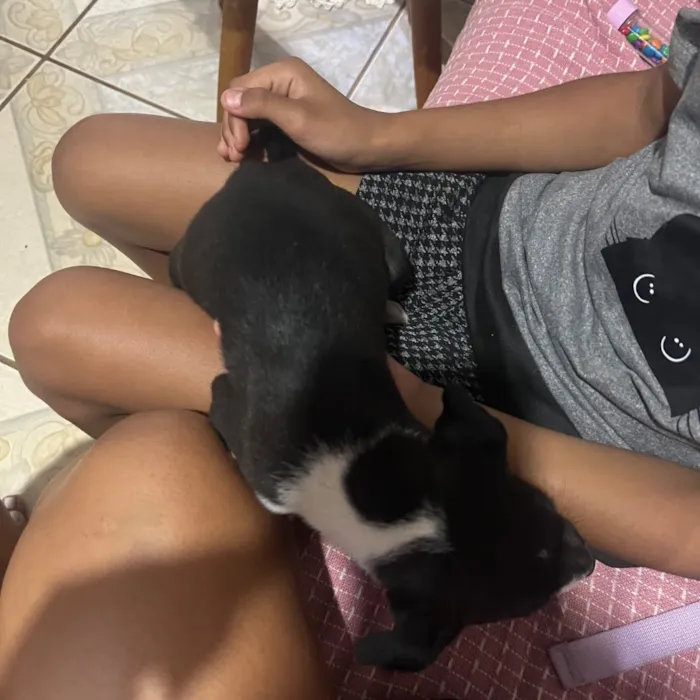 Cachorro raça SRD-ViraLata idade Abaixo de 2 meses nome Sem nomes