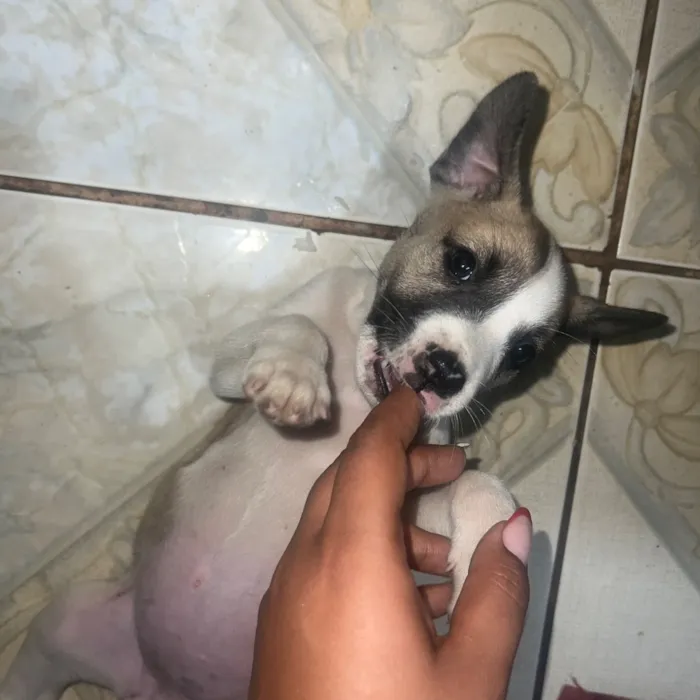 Cachorro raça SRD-ViraLata idade Abaixo de 2 meses nome Sem nomes