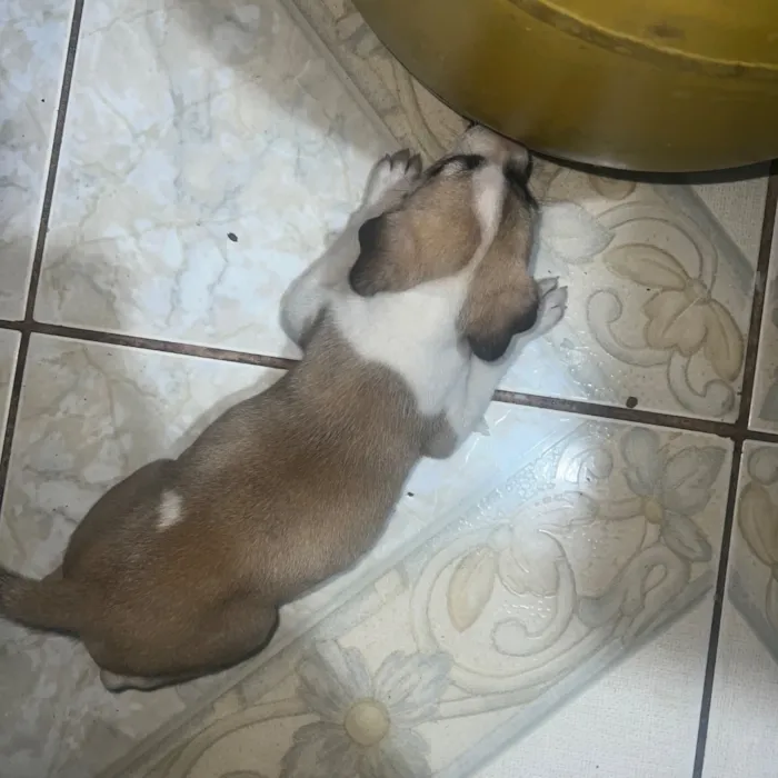 Cachorro raça SRD-ViraLata idade Abaixo de 2 meses nome Sem nomes