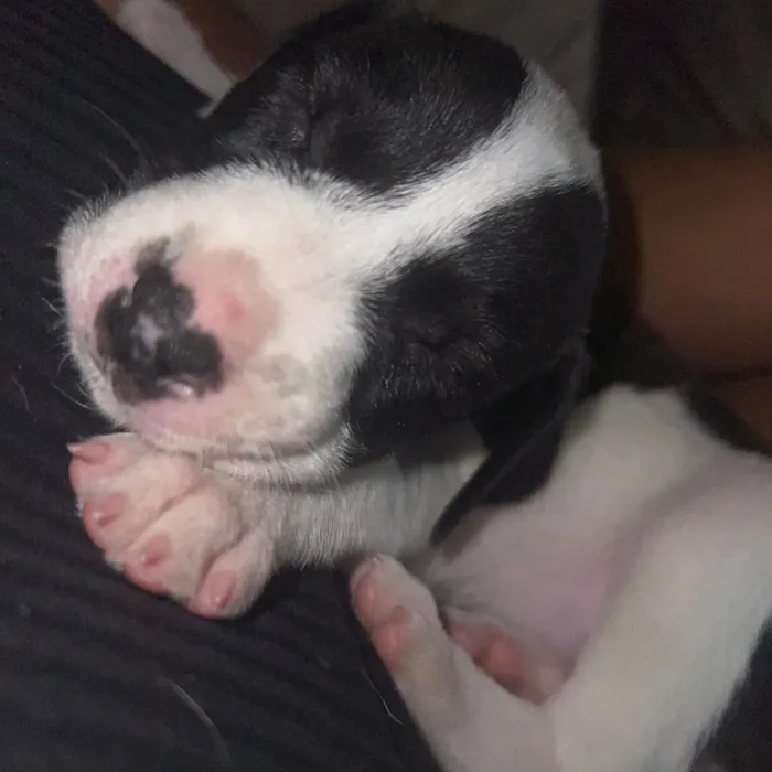 Cachorro raça SRD-ViraLata idade Abaixo de 2 meses nome Sem nomes