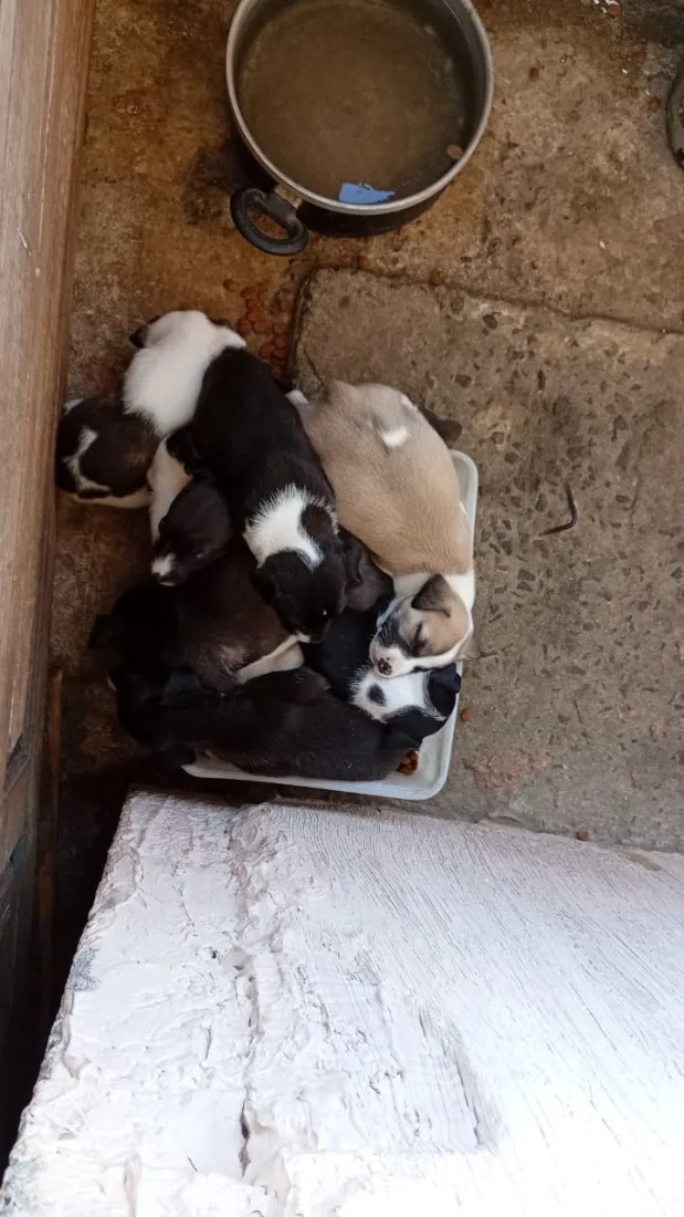 Cachorro raça SRD-ViraLata idade Abaixo de 2 meses nome Sem nomes