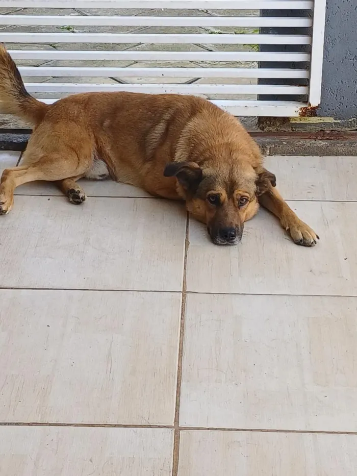 Cachorro raça SRD-ViraLata idade 4 anos nome Thor