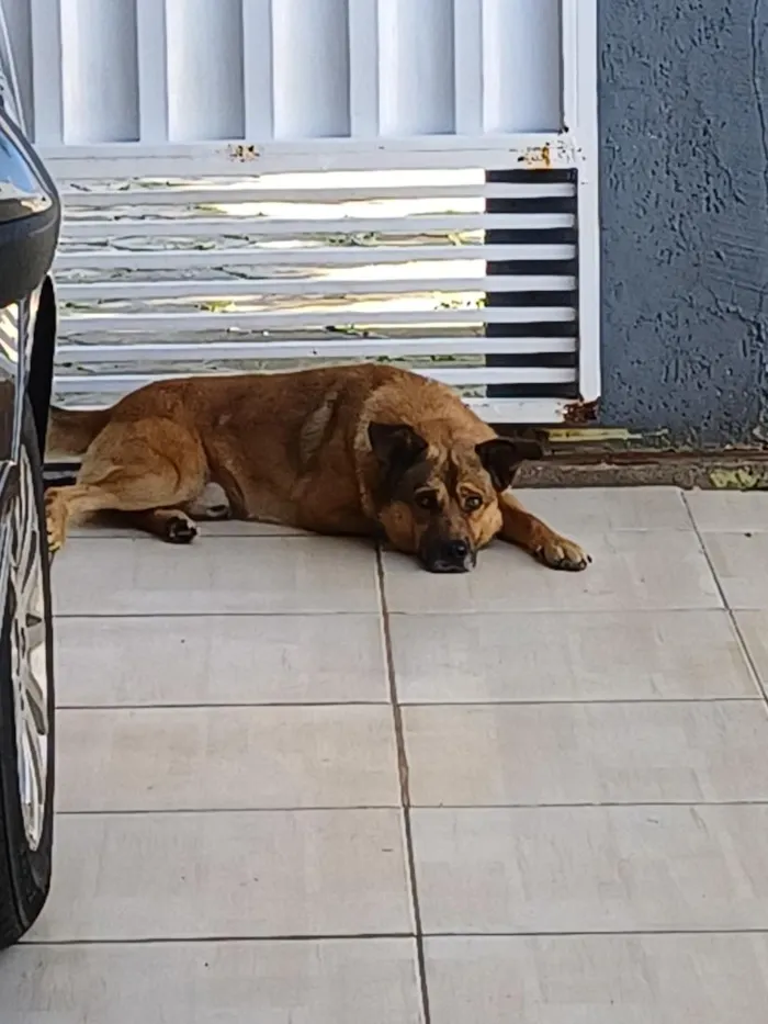 Cachorro raça SRD-ViraLata idade 4 anos nome Thor