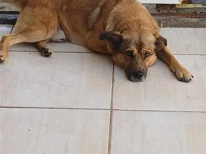 Cachorro raça SRD-ViraLata idade 4 anos nome Thor