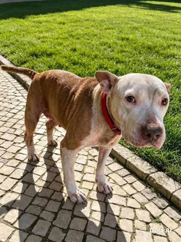 Cachorro raça SRD-ViraLata idade 1 ano nome Lily