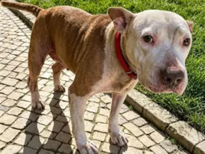 Cachorro raça SRD-ViraLata idade 1 ano nome Lily