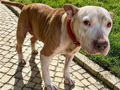 Cachorro raça SRD-ViraLata idade 1 ano nome Lily