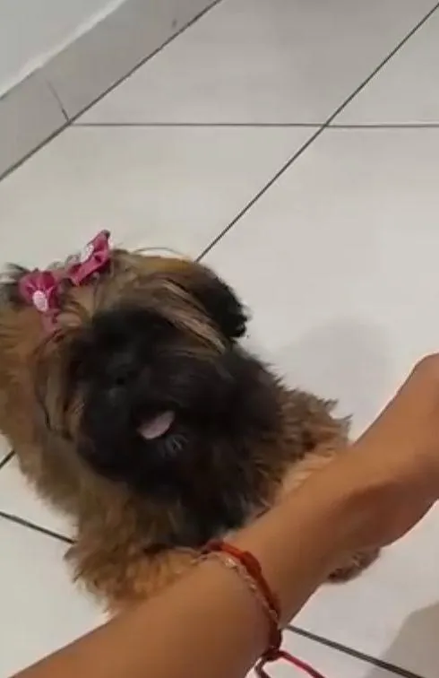 Cachorro raça SRD-ViraLata idade 1 ano nome zoe 