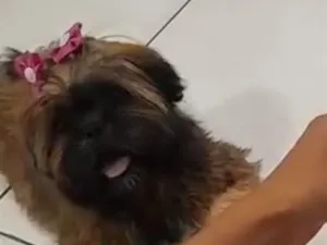 Cachorro raça SRD-ViraLata idade 1 ano nome zoe 