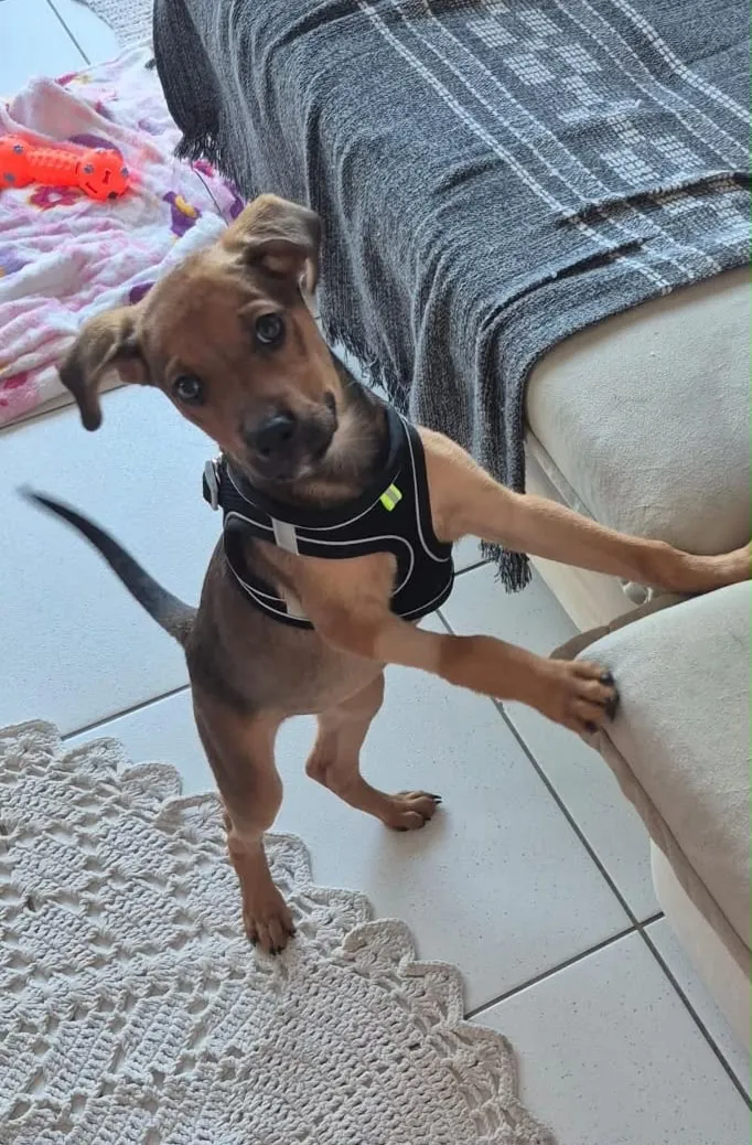 Cachorro raça SRD-ViraLata idade 2 a 6 meses nome Daphne