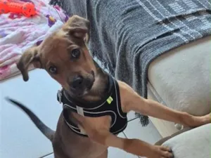 Cachorro raça SRD-ViraLata idade 2 a 6 meses nome Daphne