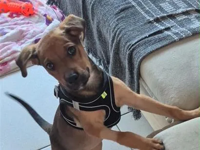 Cachorro raça SRD-ViraLata idade 2 a 6 meses nome Daphne