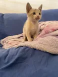 Gatinho