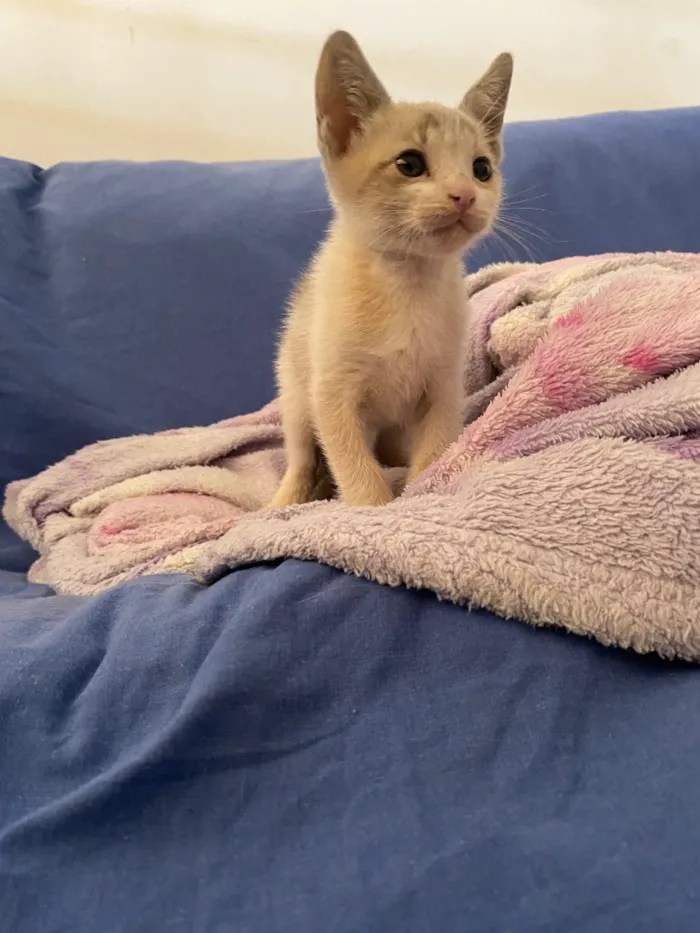Gato raça SRD-ViraLata idade Abaixo de 2 meses nome Gatinho