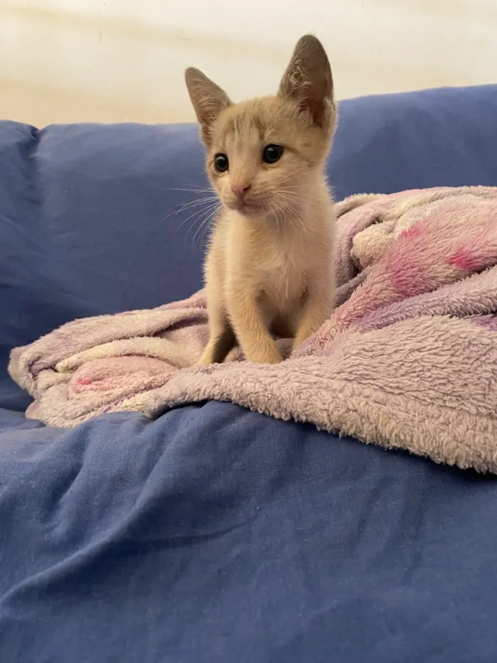 Gato raça SRD-ViraLata idade Abaixo de 2 meses nome Gatinho