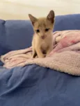 Gatinho
