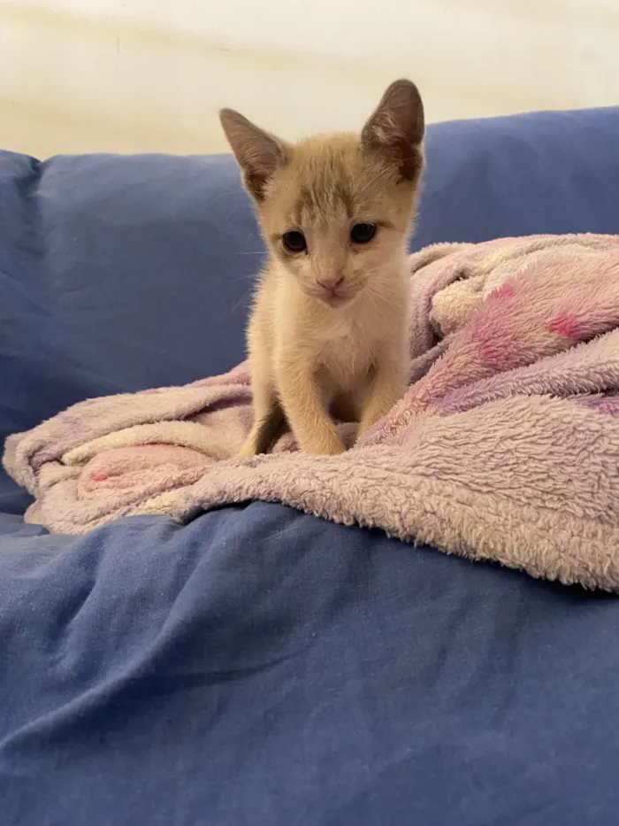 Gato raça SRD-ViraLata idade Abaixo de 2 meses nome Gatinho