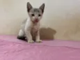 Gatinho