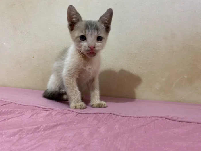 Gato raça SRD-ViraLata idade Abaixo de 2 meses nome Gatinho