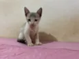 Gatinho