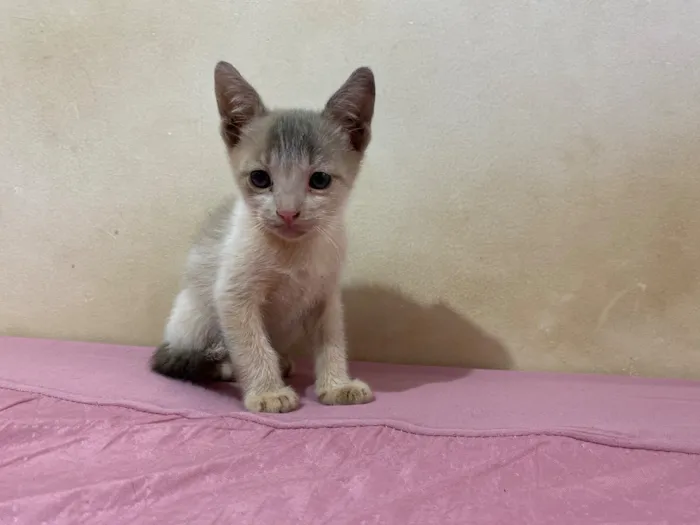Gato raça SRD-ViraLata idade Abaixo de 2 meses nome Gatinho