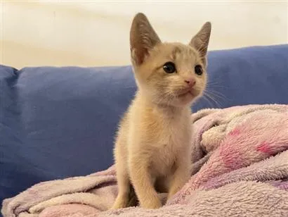 Gato raça SRD-ViraLata idade Abaixo de 2 meses nome Gatinho