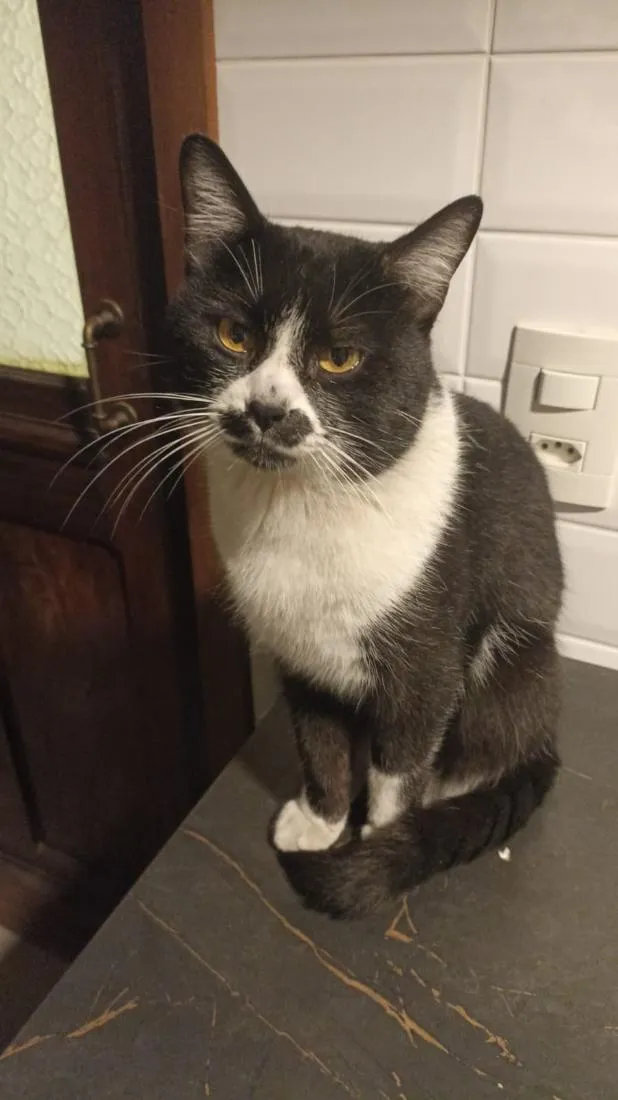 Gato raça SRD-ViraLata idade 2 anos nome Smoothie