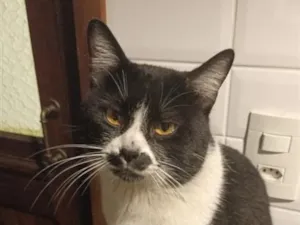 Gato raça SRD-ViraLata idade 2 anos nome Smoothie