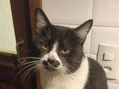 Gato raça SRD-ViraLata idade 2 anos nome Smoothie