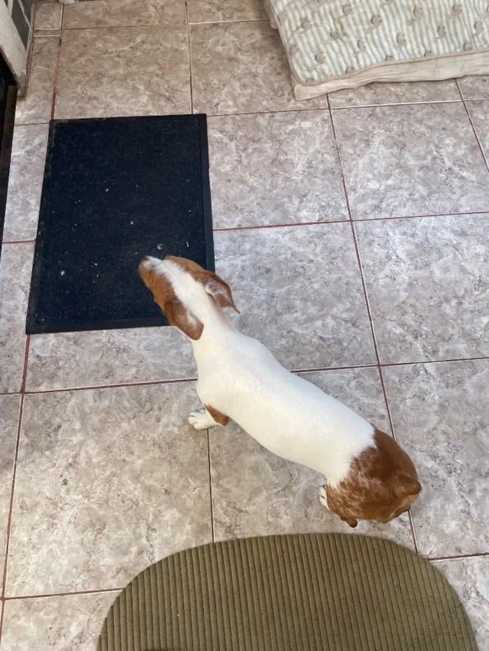 Cachorro raça SRD-ViraLata idade 2 a 6 meses nome Skye