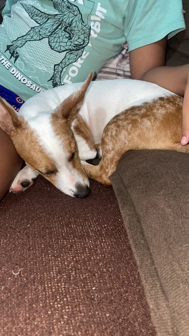 Cachorro raça SRD-ViraLata idade 2 a 6 meses nome Skye