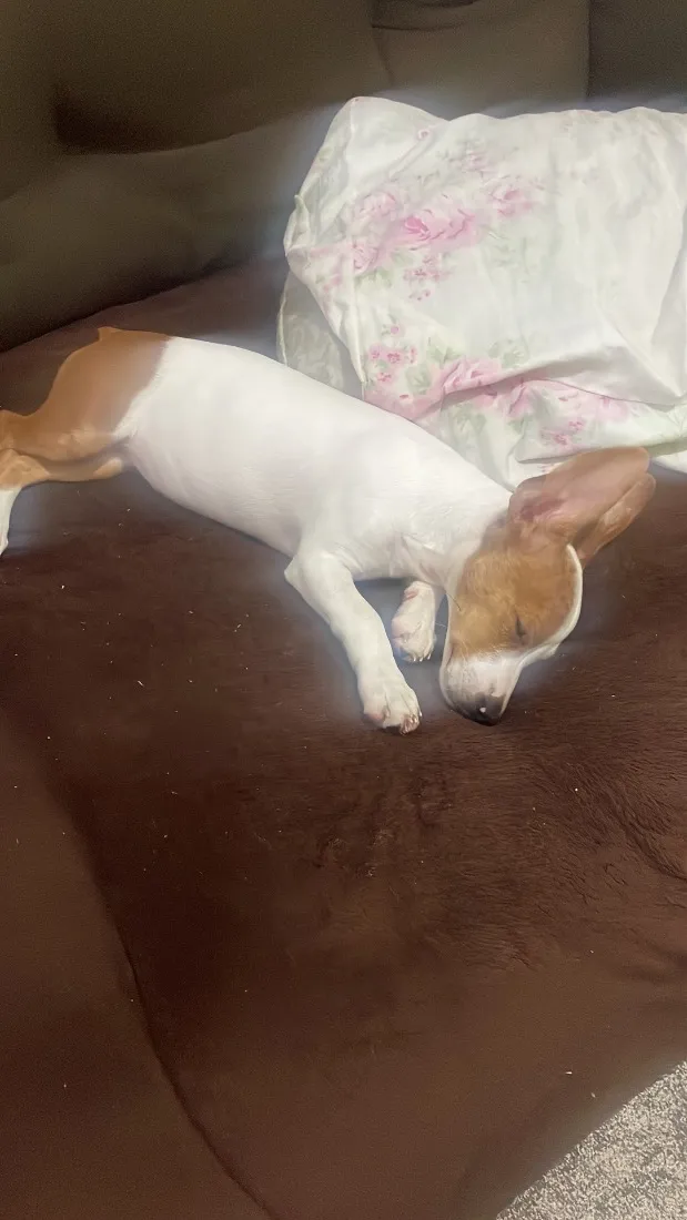 Cachorro raça SRD-ViraLata idade 2 a 6 meses nome Skye