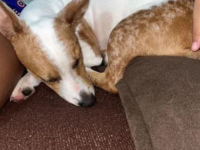 Cachorro raça SRD-ViraLata idade 2 a 6 meses nome Skye