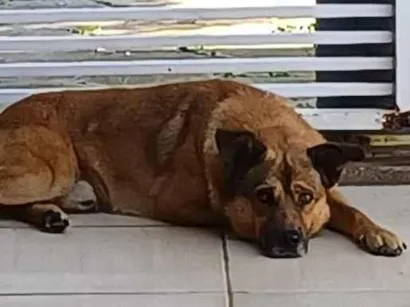 Cachorro raça SRD-ViraLata idade 4 anos nome Thor