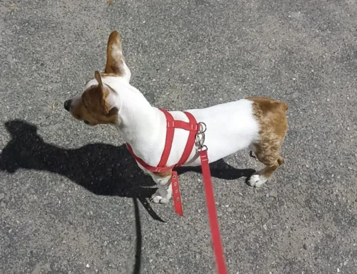 Cachorro raça SRD-ViraLata idade 2 a 6 meses nome Skye