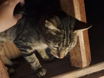 Gato raça SRD-ViraLata idade 1 ano nome não tem nome