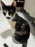 Pandora