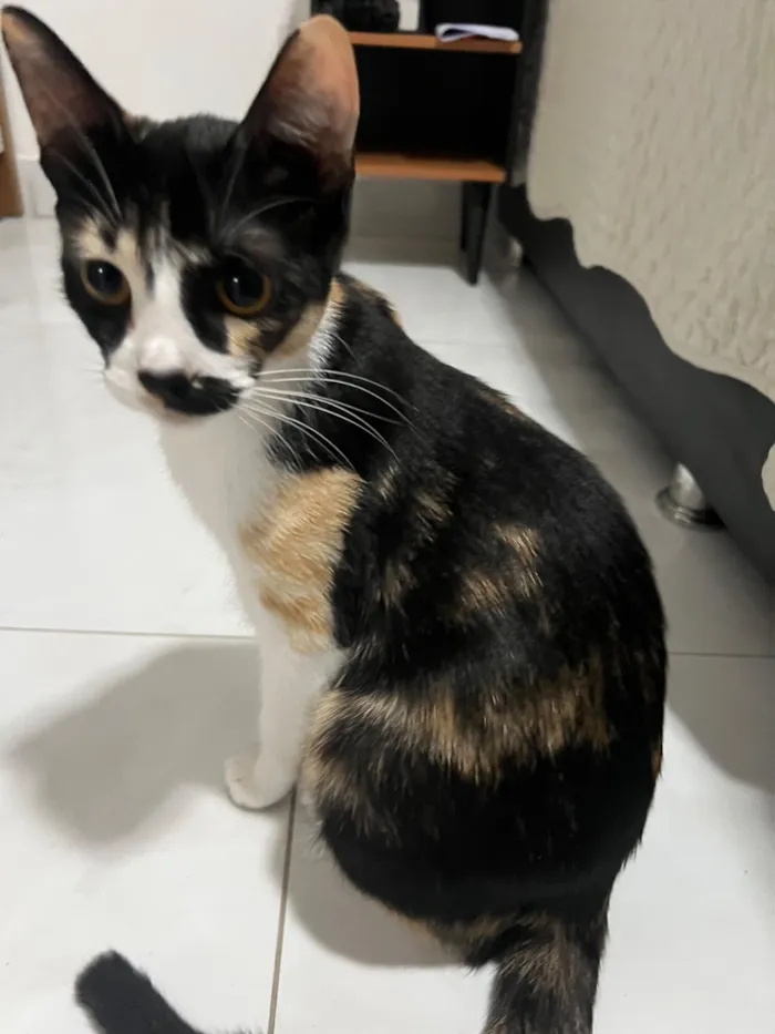 Gato raça SRD-ViraLata idade 1 ano nome Pandora